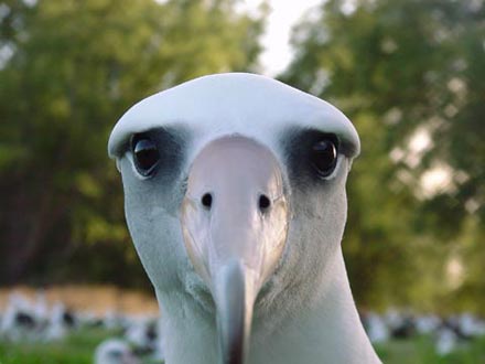 The Albatross of Inerrancy?
