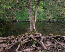 The Bones of Biblical Preaching (Guest Post)