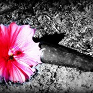 Christ: the Answer for Conflict