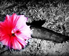 Christ: the Answer for Conflict