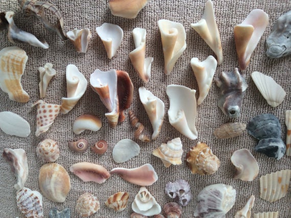 The Beauty of Christmas Carnage