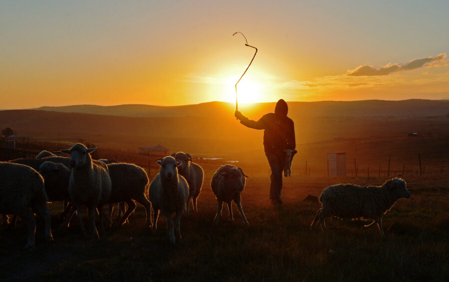 Shepherding the Lost