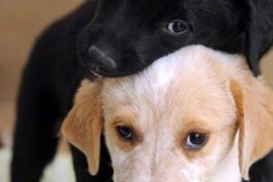 Puppies and What’s Wrong with Ideological Criticism