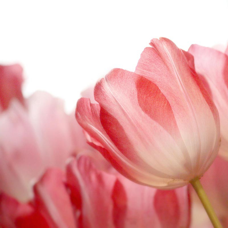 10 Years A Calvinist